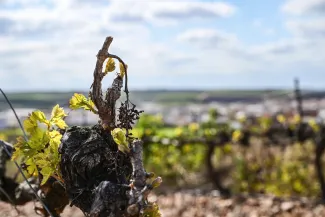 Viñedos