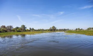 Nenúfar en el Guadiana