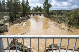 Maleza en el río