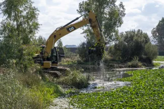 Inicio de las actuaciones de control de la especie exótica invasora nenúfar mejicano en octubre de 2025