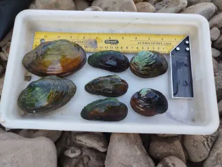 De izquierda a derecha, ejemplares de las especies de náyades Anodonta anatina, Unio delphinus y Potomida litoralis, rescatadas en el río Guadiana...