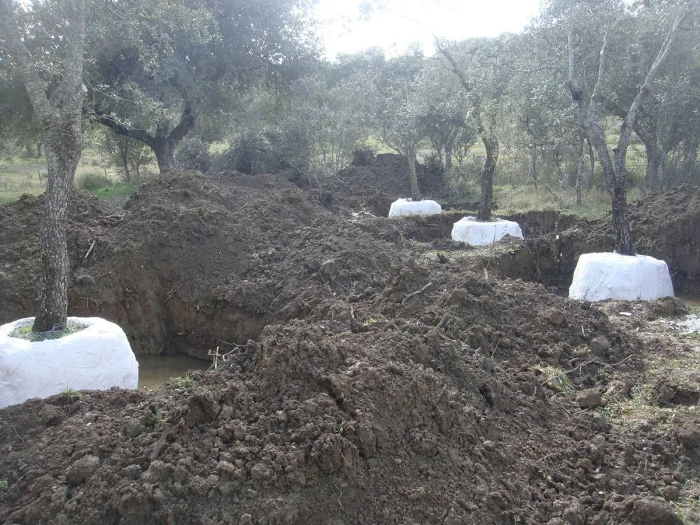 Presa de Villalba de los Barros - Trasplante de encinas