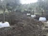 Presa de Villalba de los Barros - Trasplante de encinas
